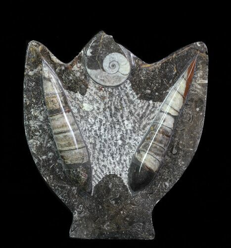 Fossil Goniatite & Orthoceras Sculpture - #70749